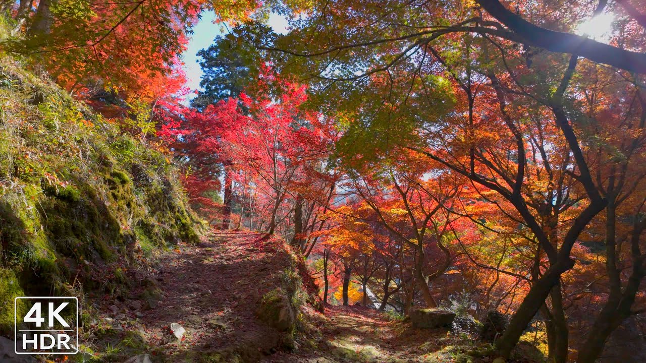 4K Japan Immersive Walk | Crimson & Azure Ascent: Walking to the Mid-Mountain Shrine in Peak Autumn