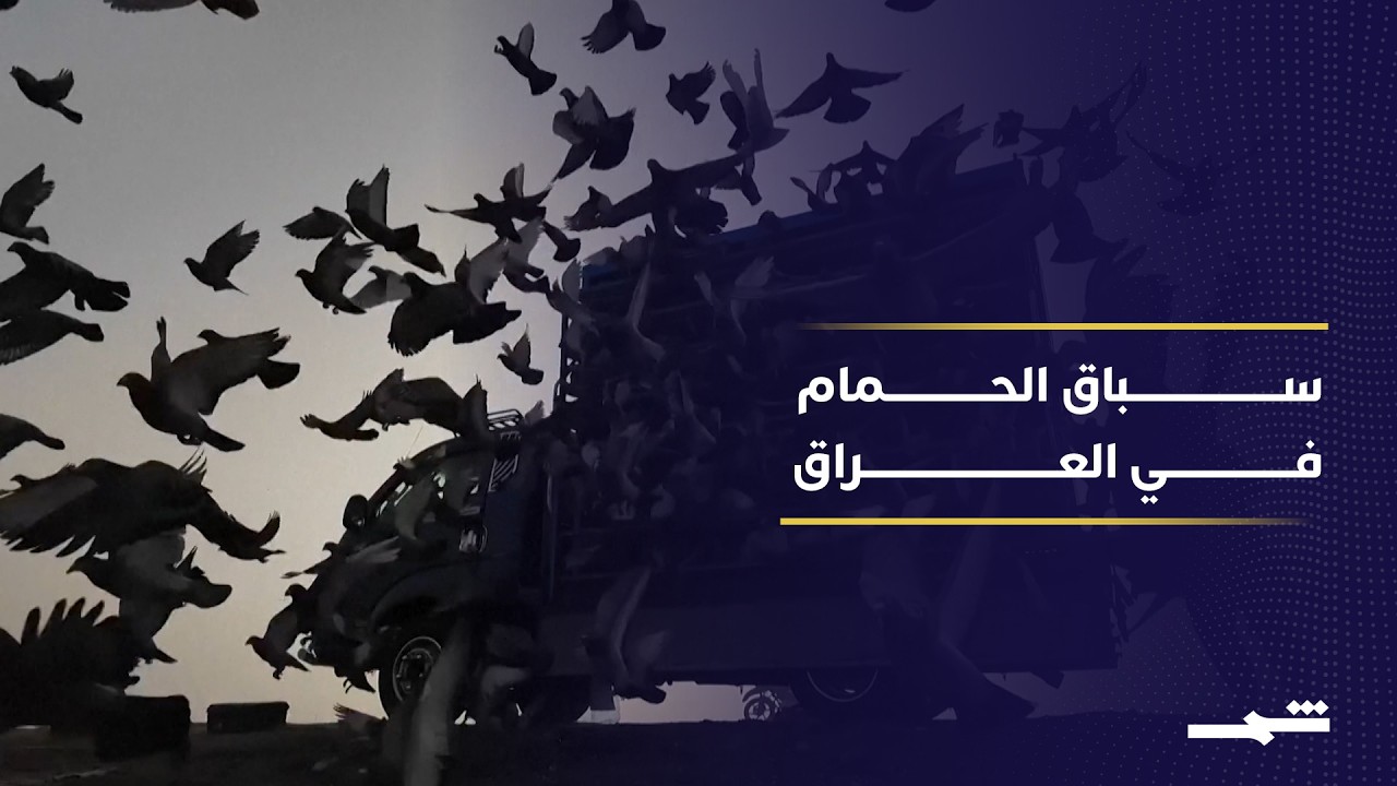سباقات الحمام الزاجل.. تقليد عراقي ممتد