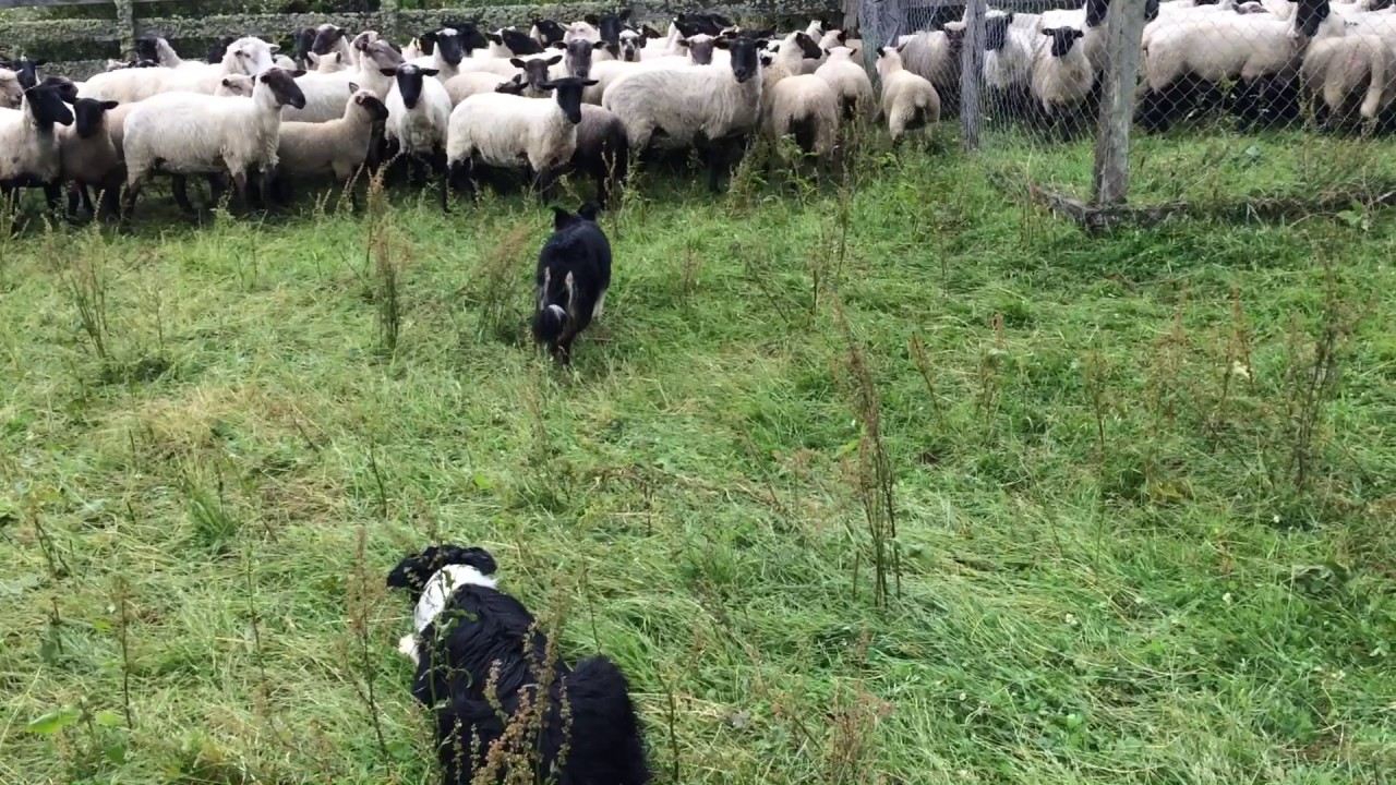 Tutorial Border collie pastoreo
