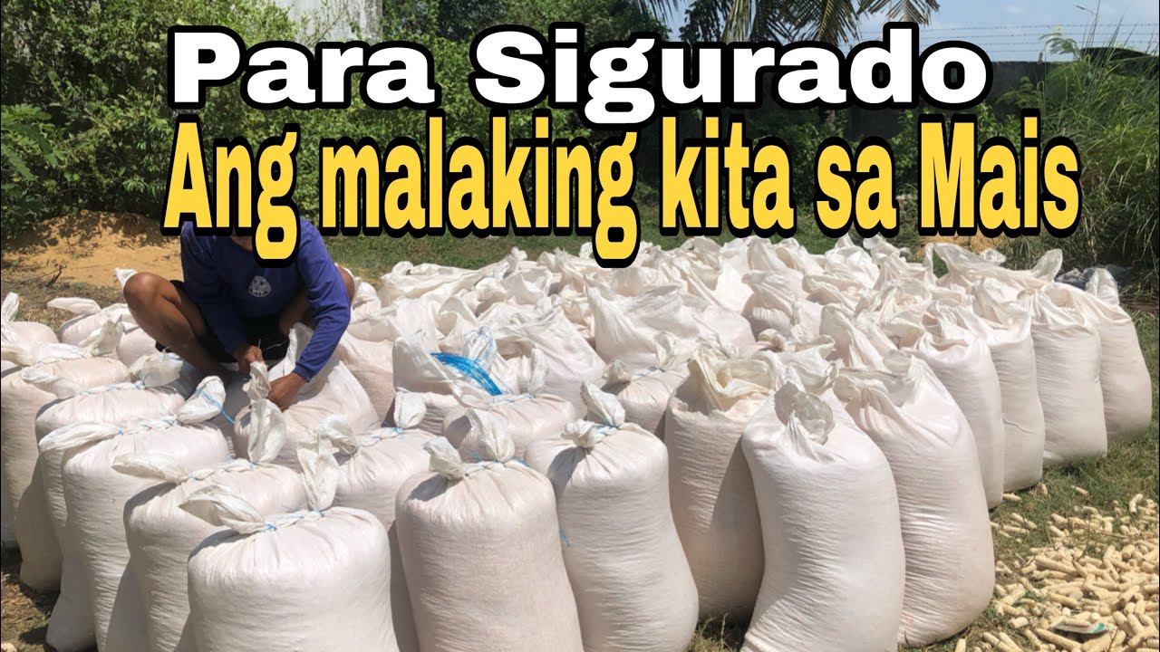 Alagaan ang Mais at Ihanda sa Pinaka Critical Period