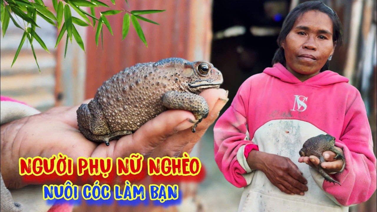 PHỤ NỮ nghèo ở rẫy rừng, NUÔI CÓC làm bạn, sống tạm bợ CĂN CHÒI rách - tập 1678