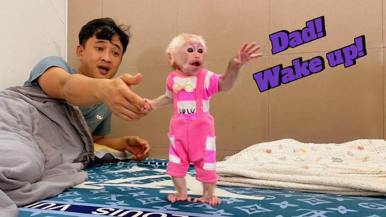 So Cute! Baby Monkey Lulu Wakes Dad Up to Cook for Her.