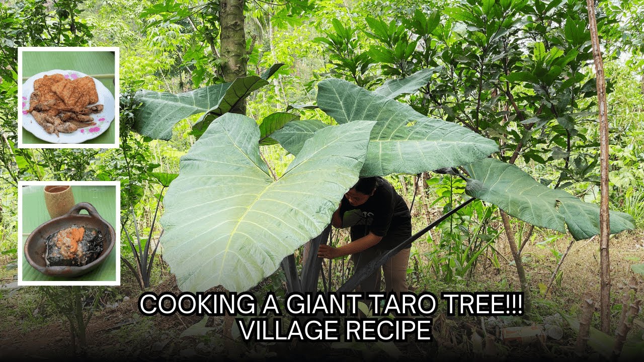 Hidup di Desa: Panen pohon Talas Jumbo di Kebun Lalu Masak Buntil & Lompong Pakai Tungku Kayu