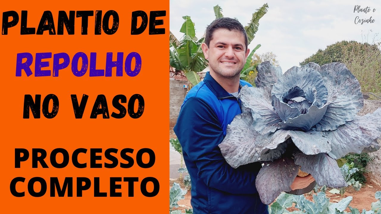 PLANTAR REPOLHO ROXO EM VASO É FÁCIL? TUDO QUE SE DEVE FAZER TER SUCESSO! CICLO COMPLETO (Ep86)
