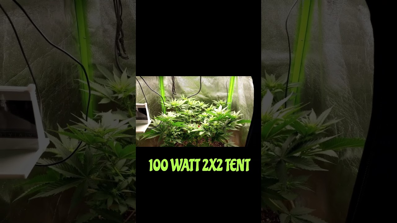 IRIE GENETICS - IRIE SKUNK TESTERS PT 3
