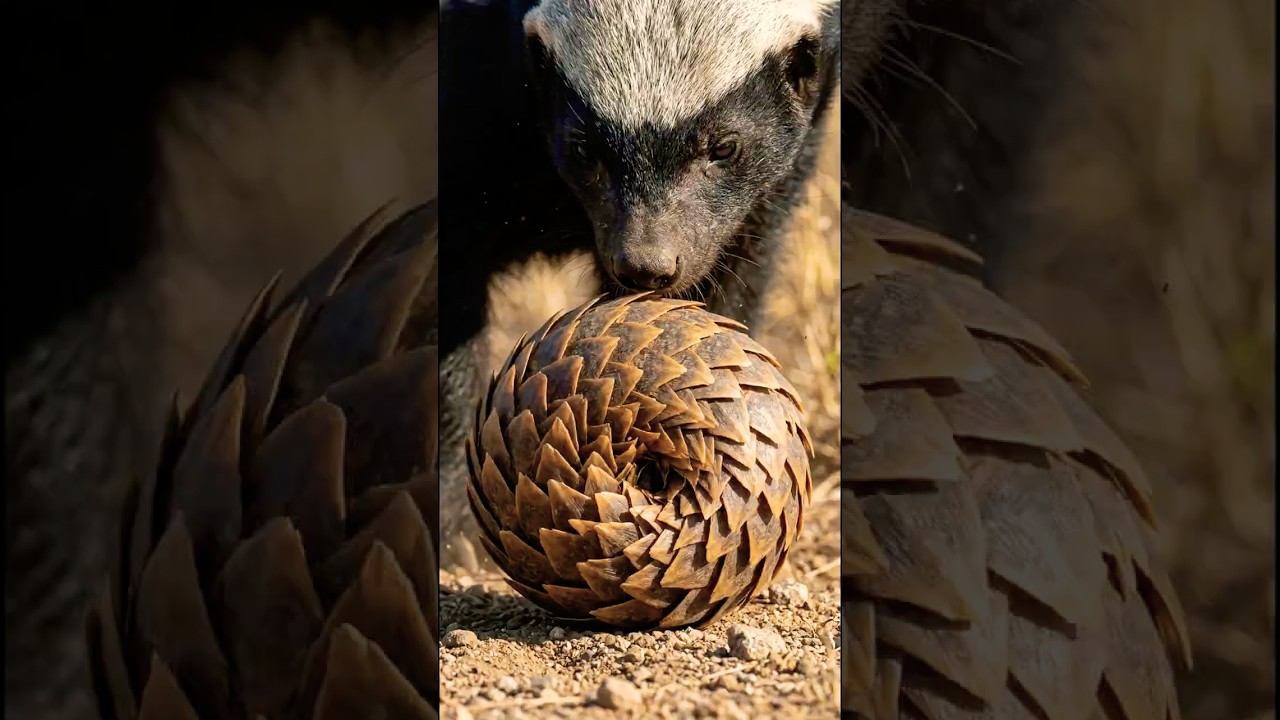 You Won't Believe What This Honey Badger Did    😱
