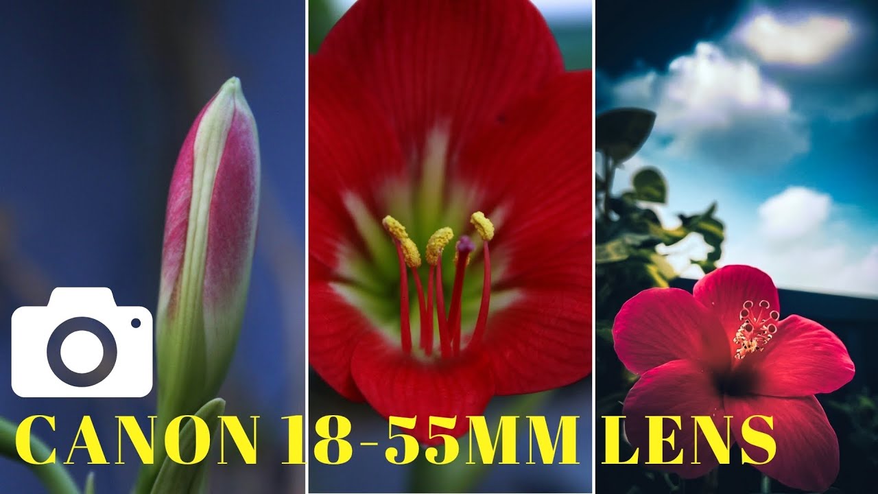 How Good is Canon 18-55mm Lens? | Sample Photos + Settings (Canon EOS 1500D) #photography #settings