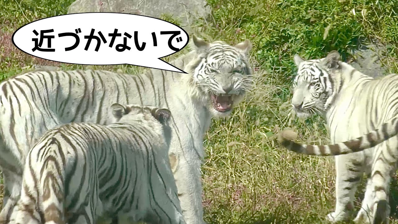 シロップママがツキシグを突き放す？【伊豆アニマルキングダム】Syrup Tsuki Shigure Izu Animal Kingdom 