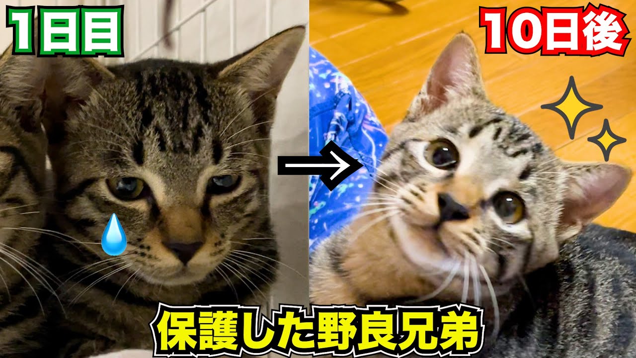 【保護した野良猫兄弟】悲しい顔だった猫が10日でこうなりました! #猫 #保護猫 #cat