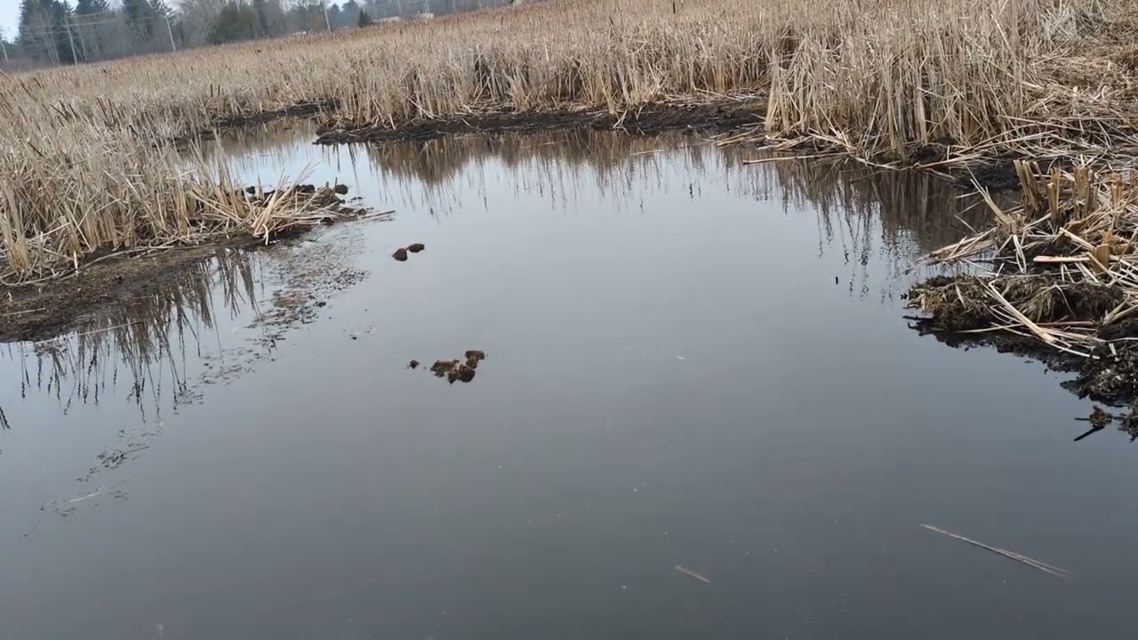 Lake Michigan seiche time lapse
