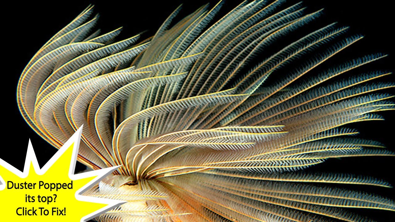 Feather Duster Worms for Your Saltwater Aquarium; an easy nano reef tank addition.