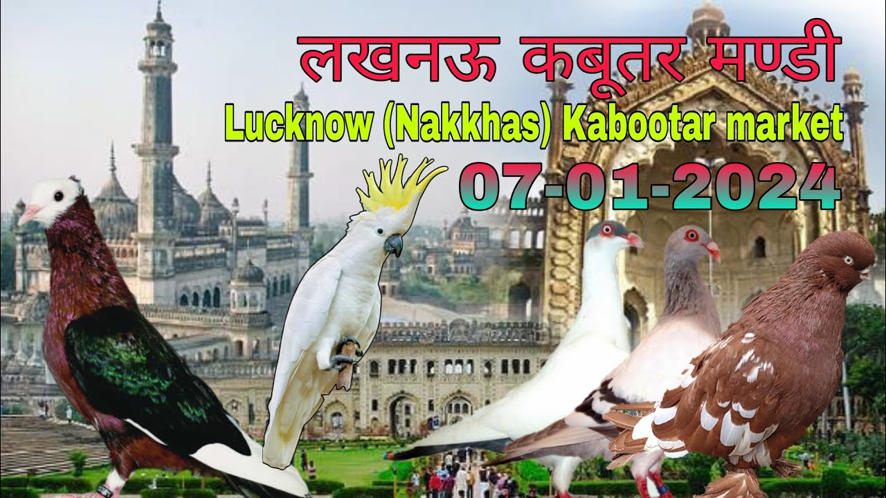 Lucknow kabootar market (Nakkhas) part-1 07-01-2024. Lucknow birds market. लखनऊ कबूतर बाज़ार