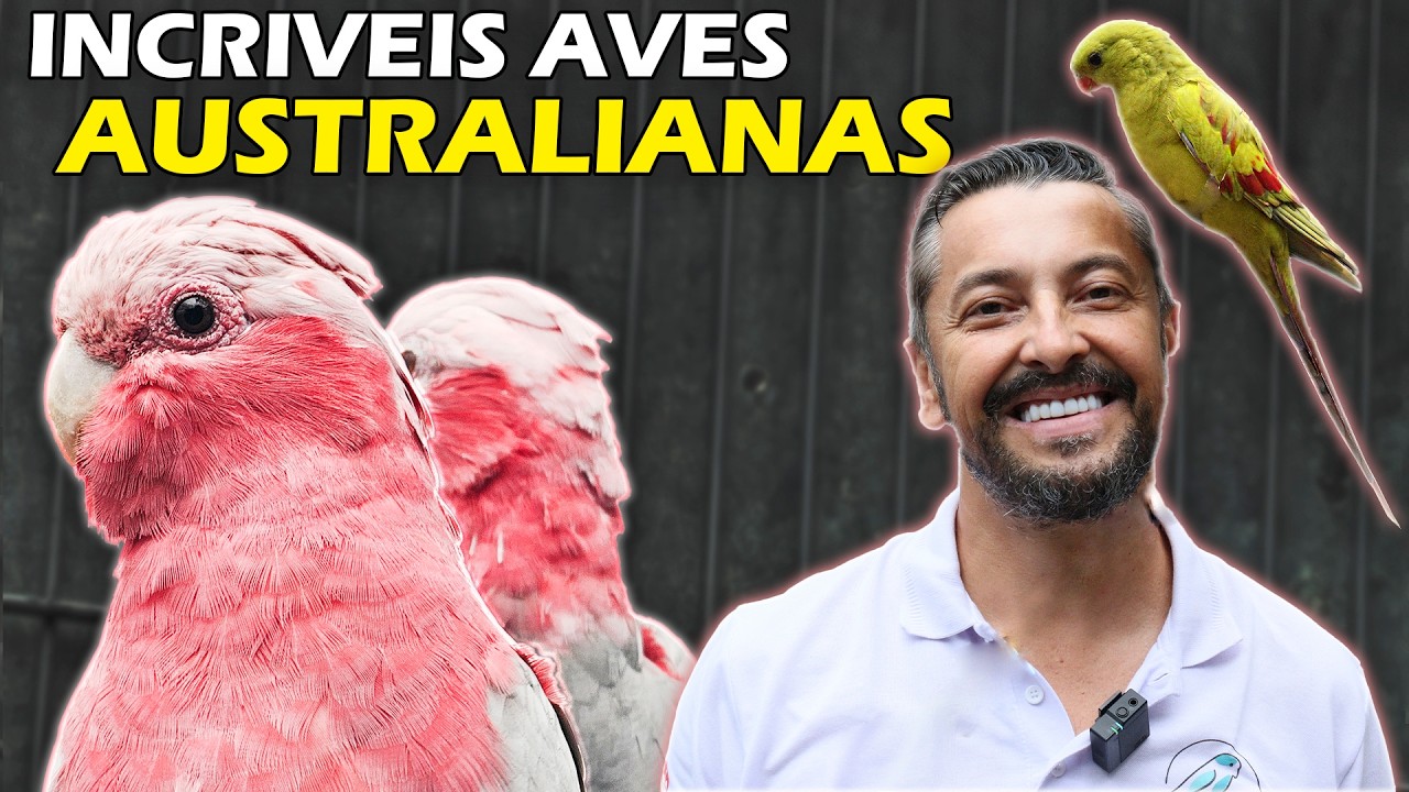 As Aves Australianas Mais LINDAS e COLORIDAS! Um ESPETÁCULO da Natureza! - Chocmaster Visita