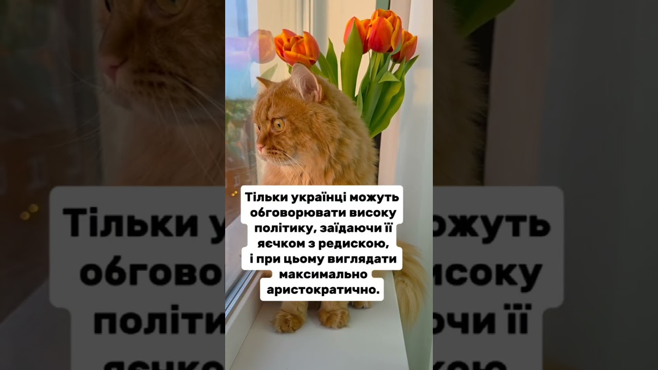 Українці🇺🇦 #гуморукраїна #жартиукраїна #приколиукраїна #війнавукраїні #кітблогер #funny