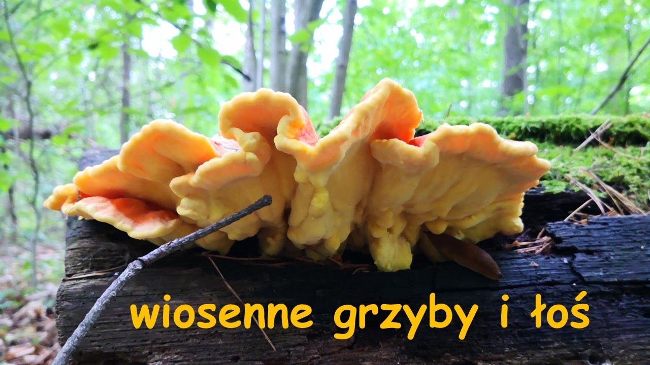 wiosenne grzyby i łoś