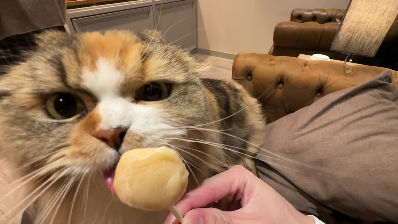 cat cafes are TOO CUTE