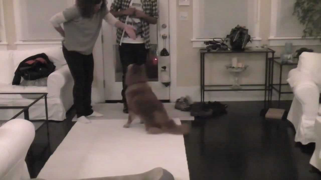 Dog Training Top Tips
