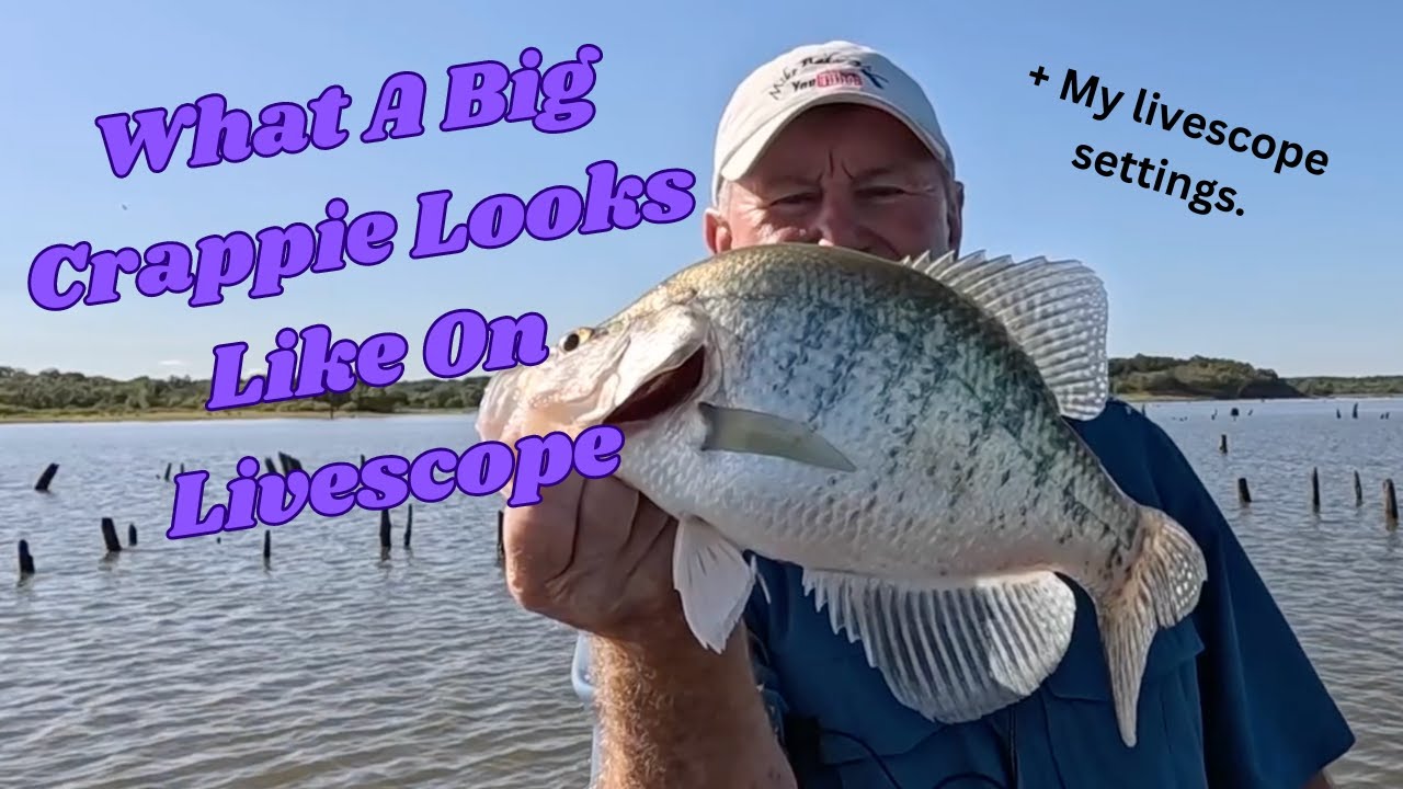 What A Big Crappie Looks Like On Livescope