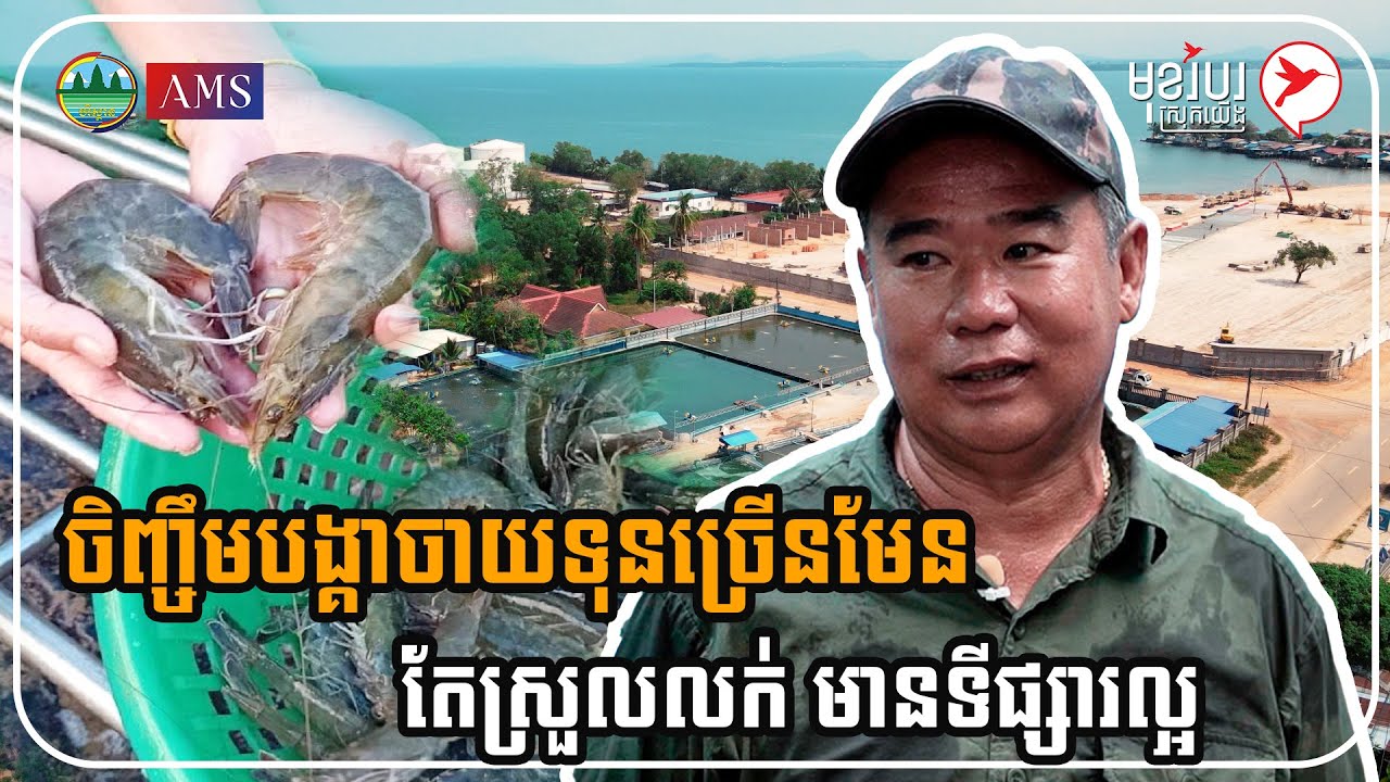 ចិញ្ចឹមបង្គាចាយទុនច្រើនមែន តែស្រួលលក់ មានទីផ្សារល្អ | កម្មវិធីមុខរបរស្រុកយើង