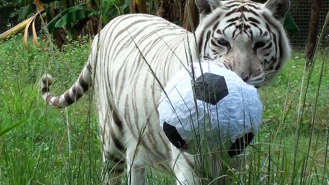 Big Cat SOCCER!