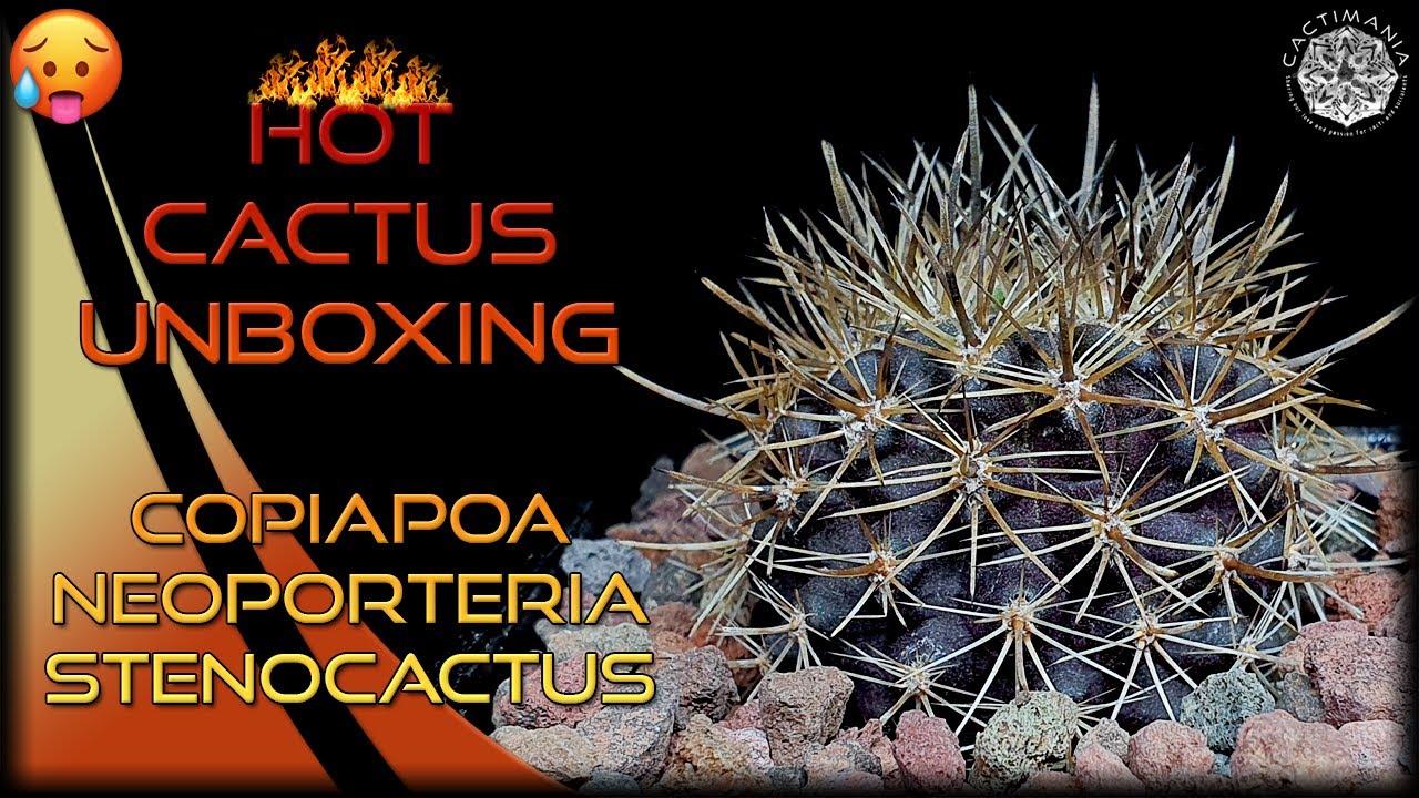 Cactus Unboxing in Hot Weather 🥵 | Copiapoa - Neoporteria - Stenocactus | #Cactus & #Succulents