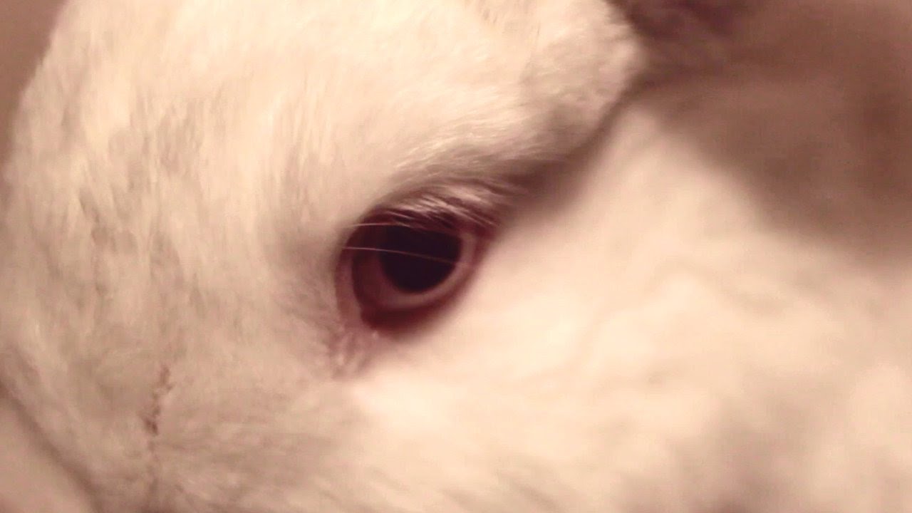What Do Rabbit's See?