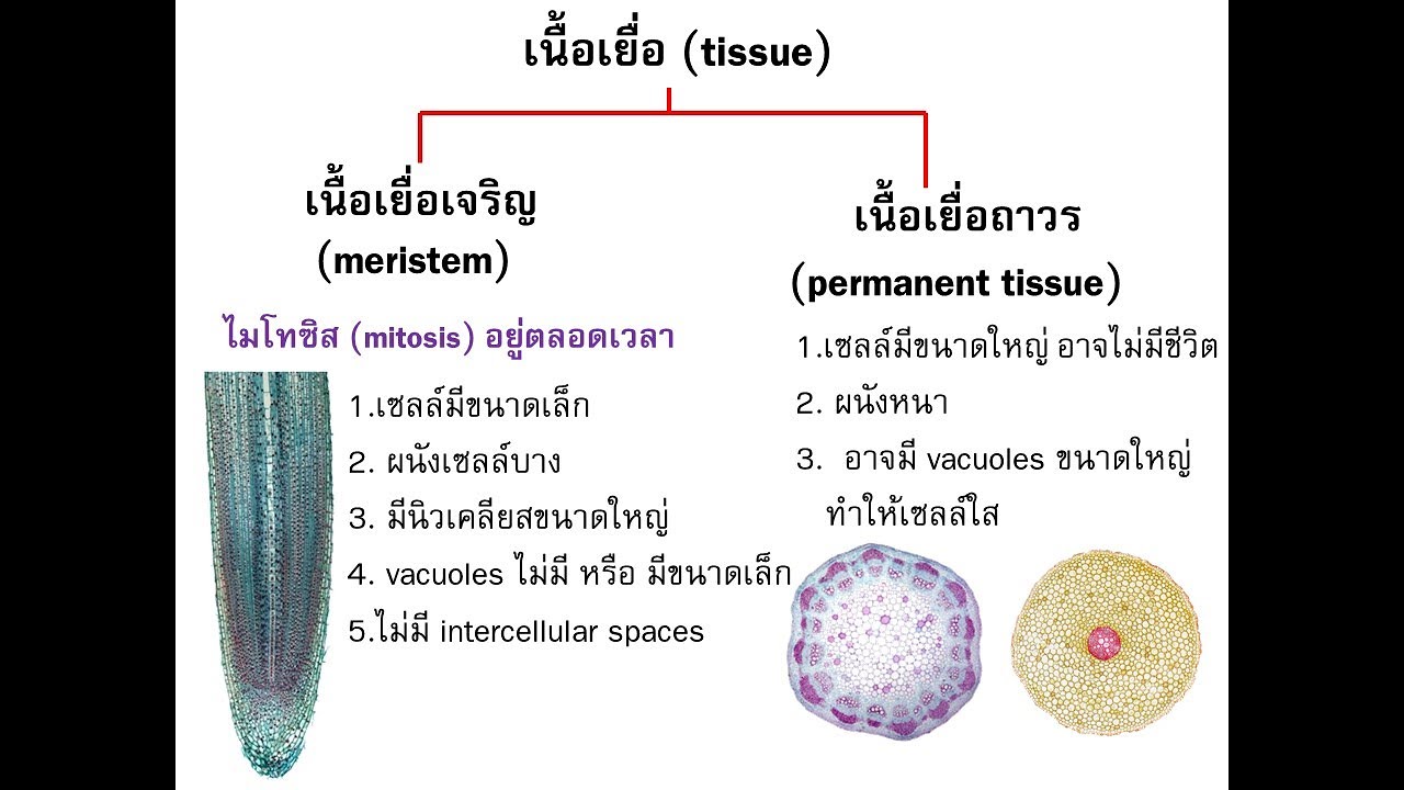 เนื้อเยื่อพืช