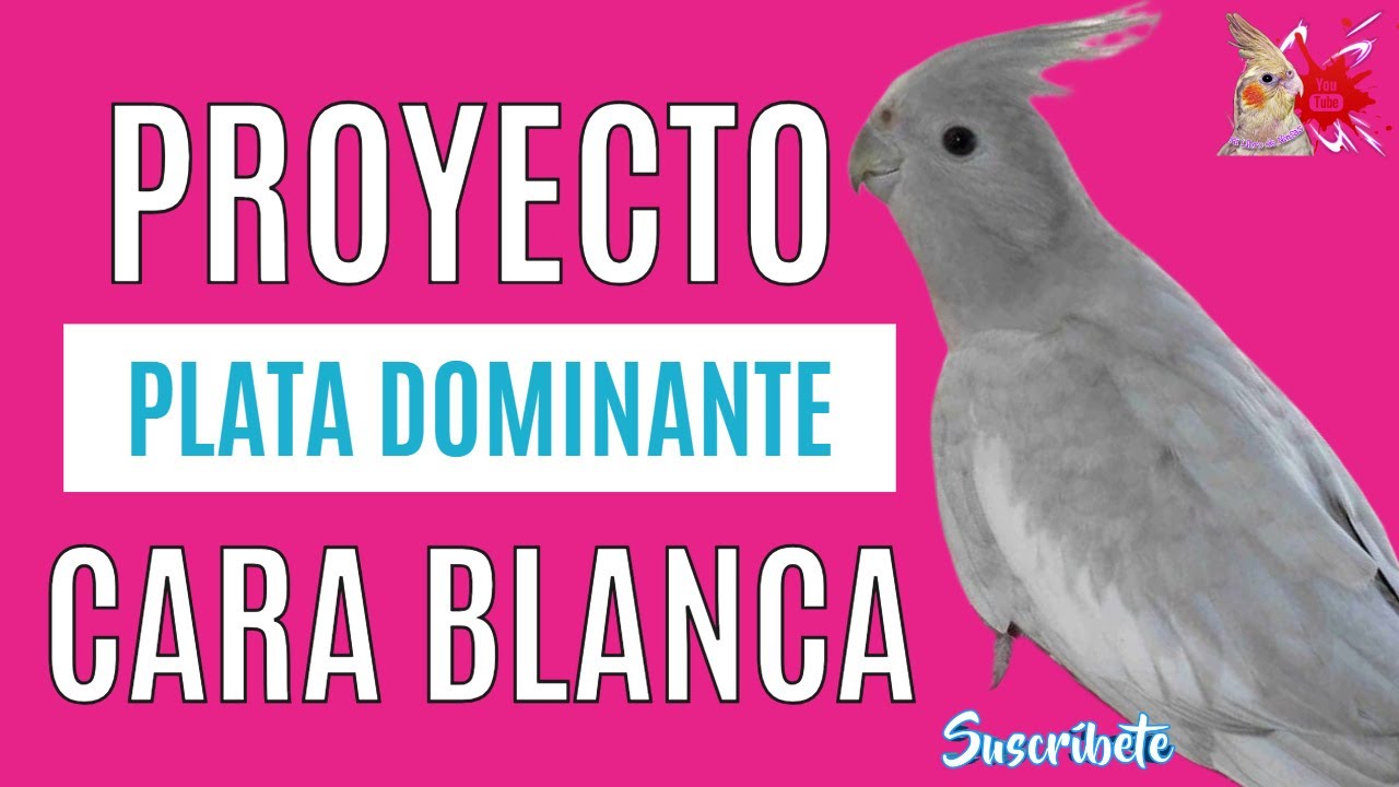 Proyecto Ninfas Cara Blanca Plata Dominante SF
