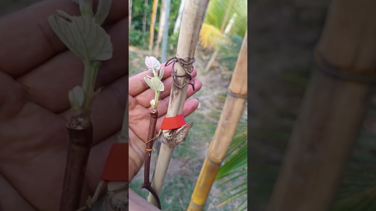 al cuánto tiempo puede producir la Parra ?? te explicamos