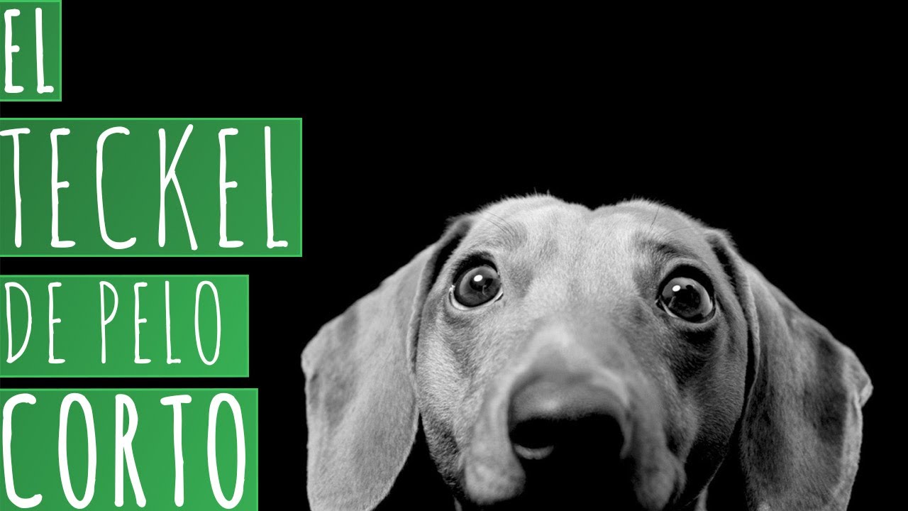 EL TECKEL DE PELO CORTO