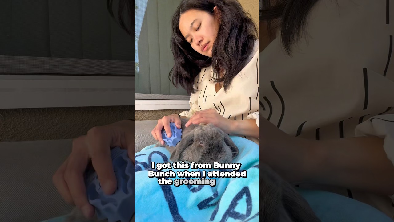 Which brush is the best for to groom a bunny? 🐰 #bunny #grooming #funnybunny #pets #petrabbit