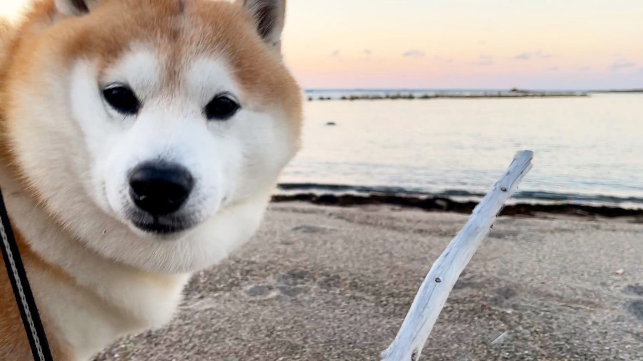Shibe dog receives a sales pitch about 