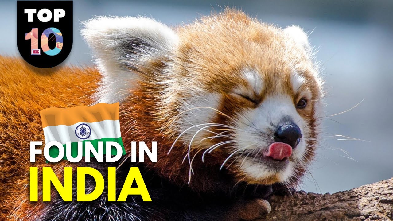 10 UNIQUE Animals Found in India 🇮🇳