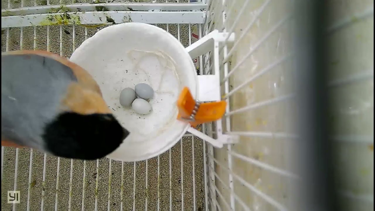 El Aviario De Loki - Cria De Camachuelos 2021