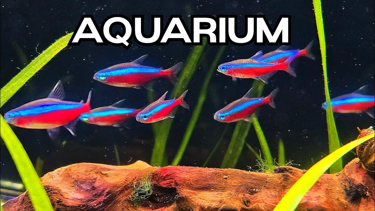 🔴LIVE Relaxing Aquarium 🐟🌿Gentle Water Sounds for Studying, Focus & Sleep