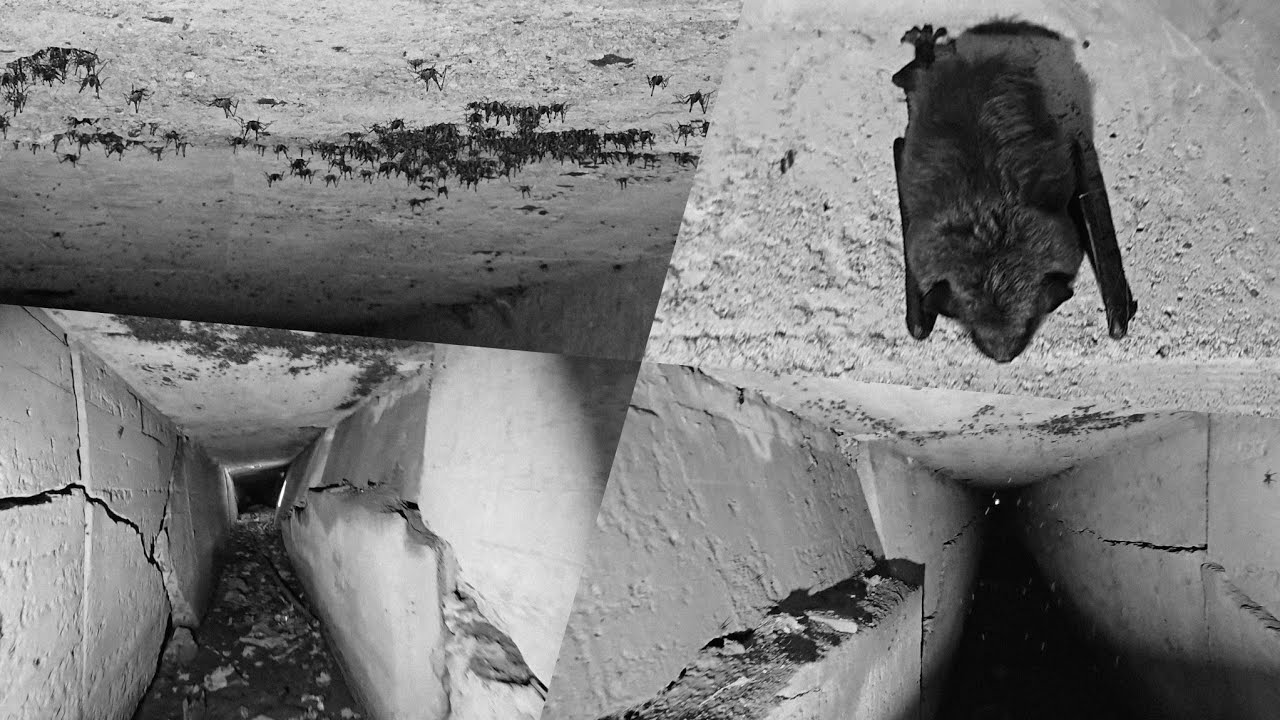 Bat & Cricket Infestation in Fort ASMR - Black & White Film