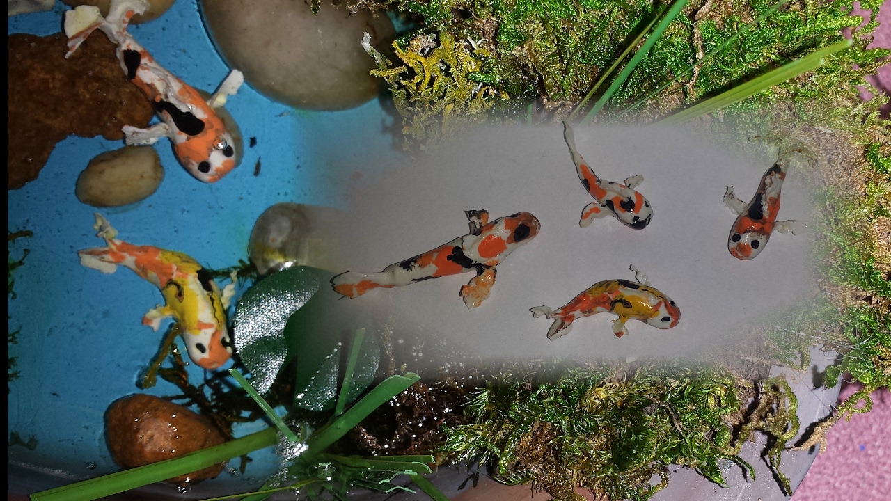 How to make Miniature Koi Fish
