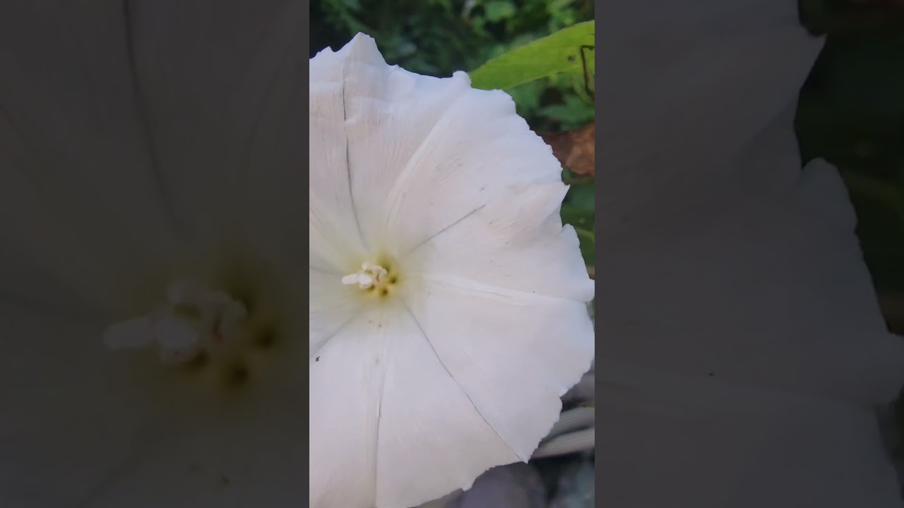 BINDING SPELL 💗 #binding #spell #spells #spellwork #nature #witchcraft #witch #shorts #flowers  #yt