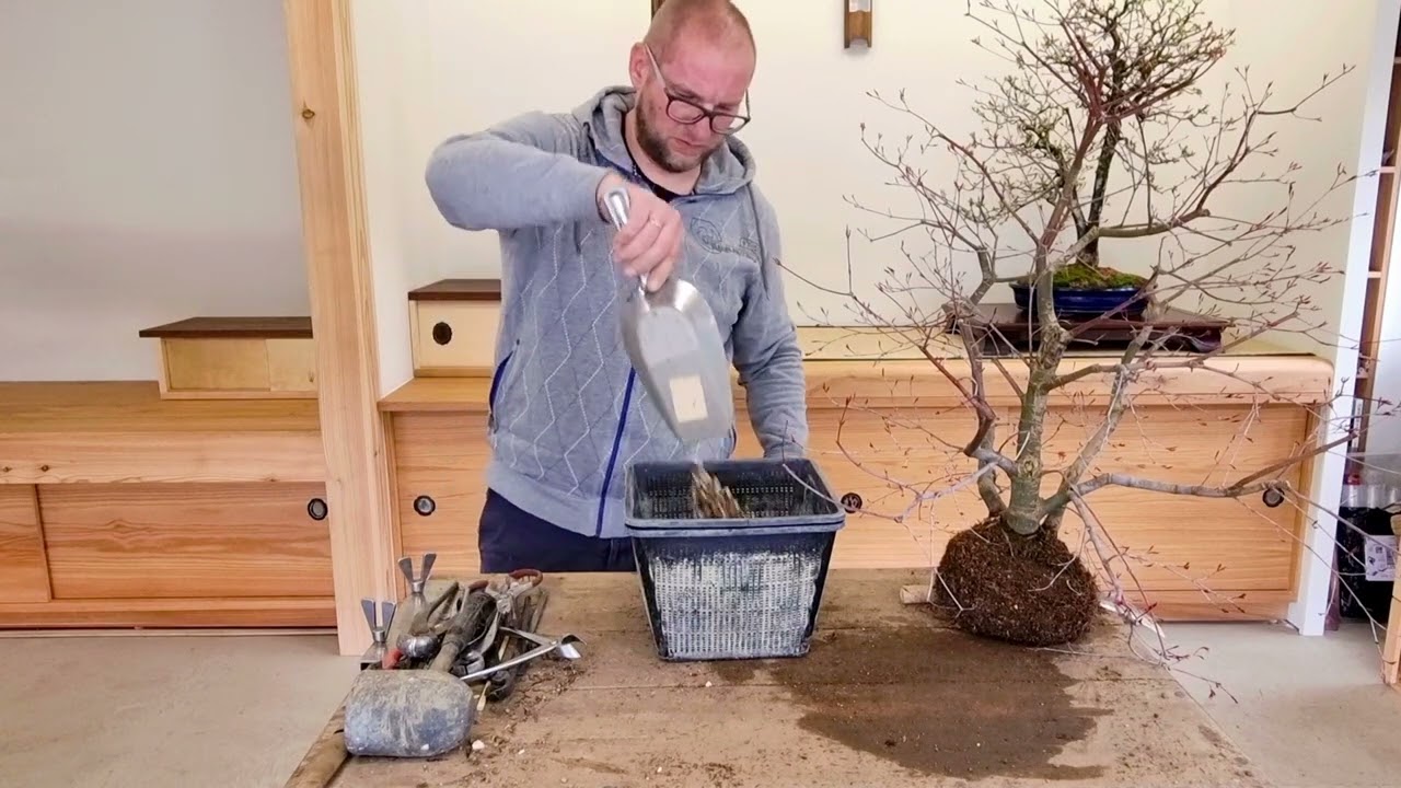 Przesadzanie odkładu powietrznego na klonie Deshojo