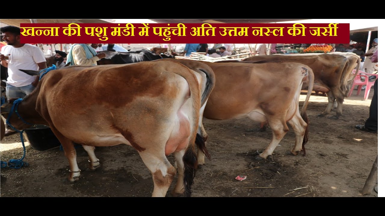 खन्ना की पशु मंडी में पहुंची अति उत्तम नस्ल की जर्सी | यहाँ से ले जाए एक से बढ़िया एक गाय