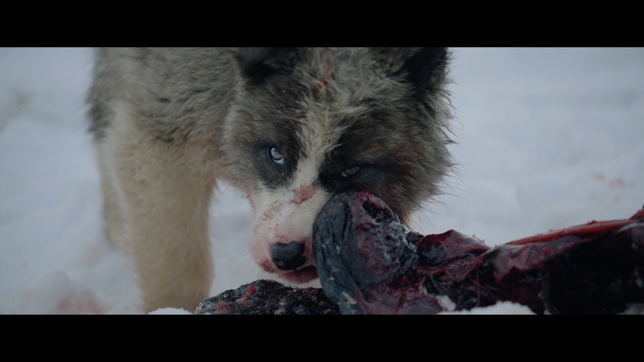 Geoffroy - Raised By Wolves (Official Video)