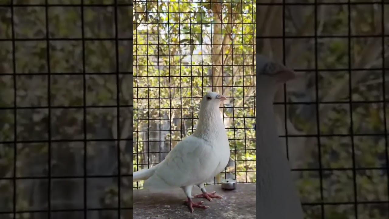 #pigeon #viral #comment #subscribe #golekabutar