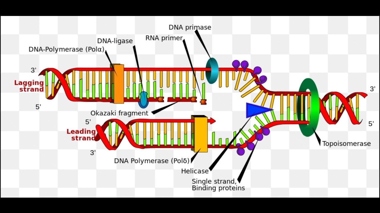 DNA REPLICATION ( LEADING AMD LAGGING STRANDS)