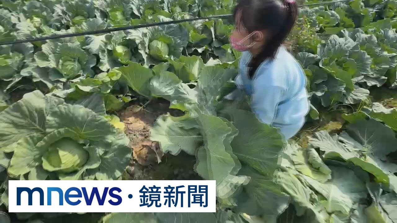 自採高麗菜一顆只要20元　民眾樂翻搶收｜#鏡新聞