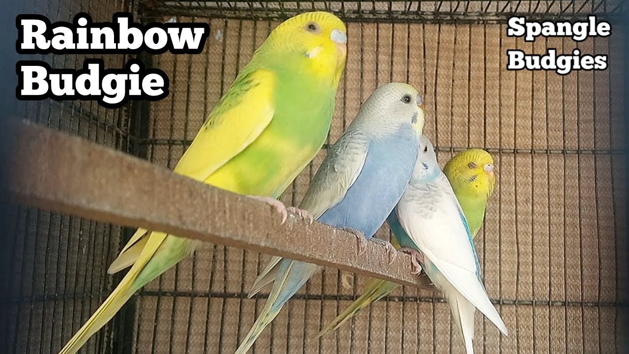 Rainbow budgie information | Rainbow Vs spangle Difference | rainbow and spangle budgies