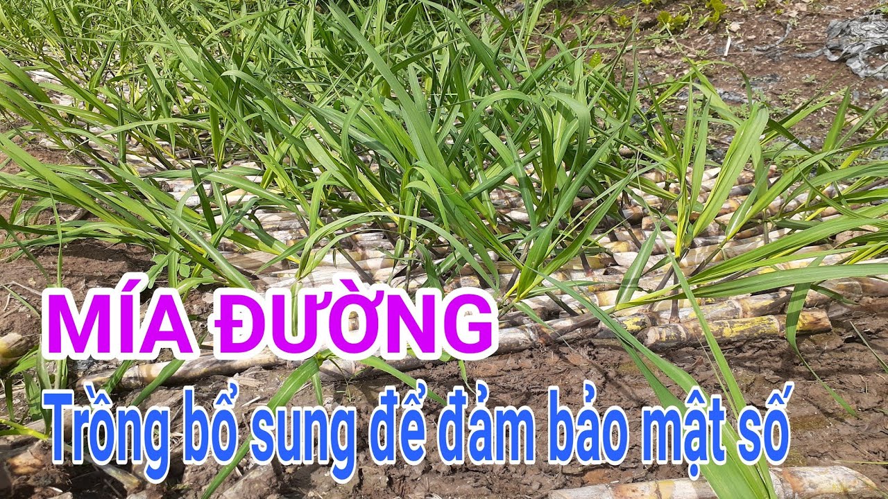 Kỹ thuật trồng mía đường: P4-Trồng bổ sung để đảm bảo mật số cây