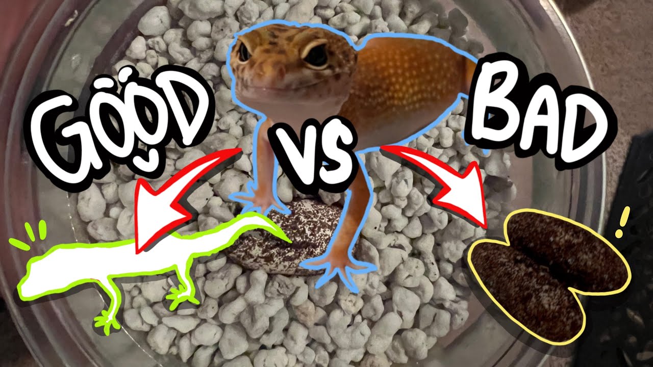 We Hatched Our First Leopard Gecko Babies!!!