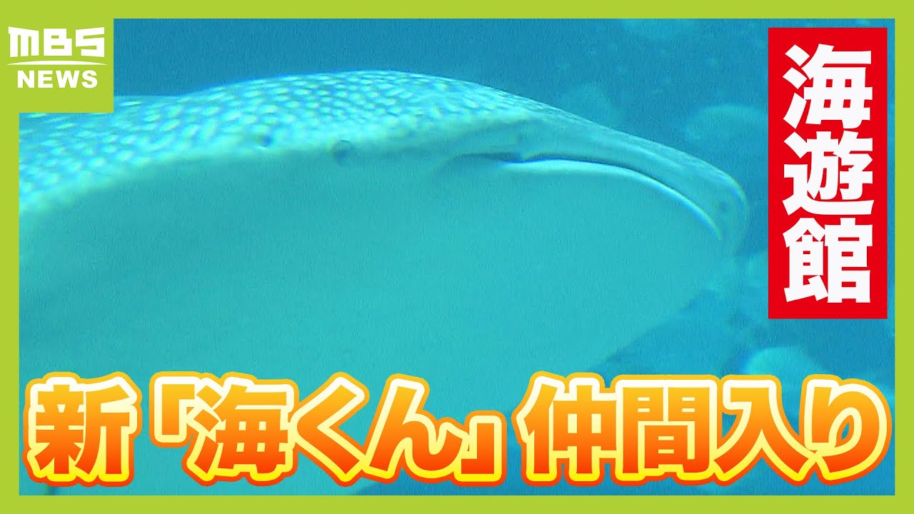 「成長した姿をまた見たい」海遊館デビューの“新米”ジンベエザメ「海くん」が早くも人気者に　先代「海くん」は大海原へ（2024年10月3日）