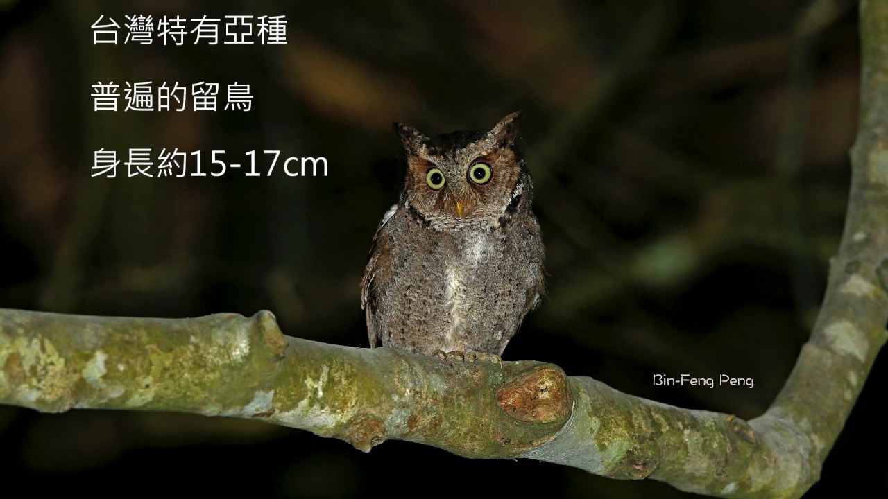 黃嘴角鴞 / Mountain Scops-Owl