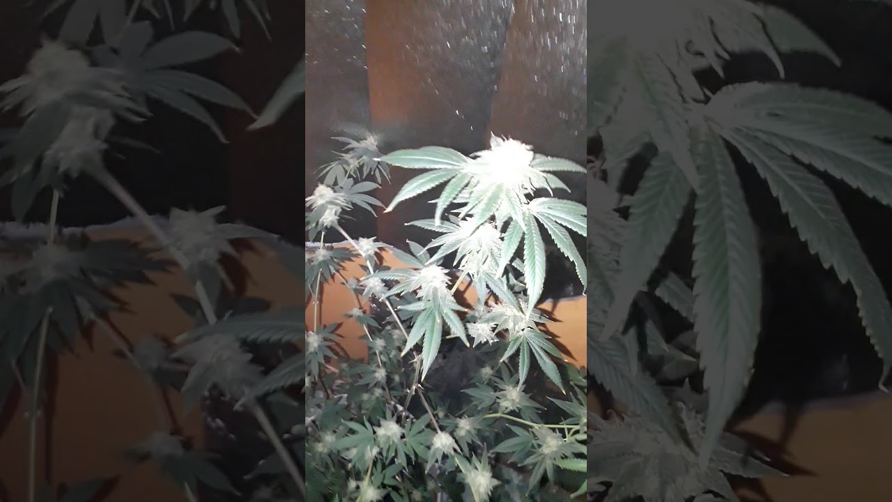 Top shelf weed